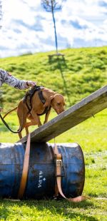 sedivy photography 122514