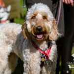 sedivy photography 123343