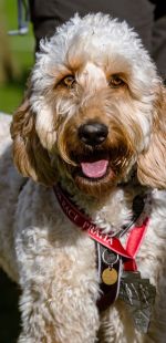 sedivy photography 123343