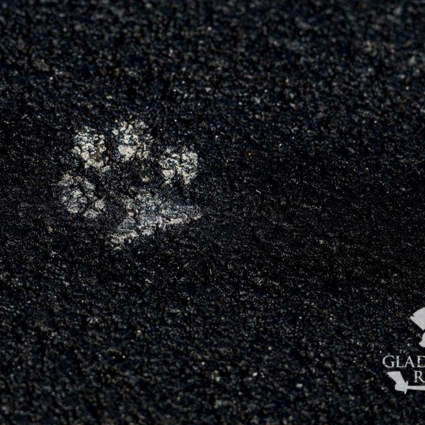 sedivy photography 093133