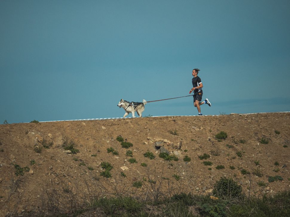 dog dog